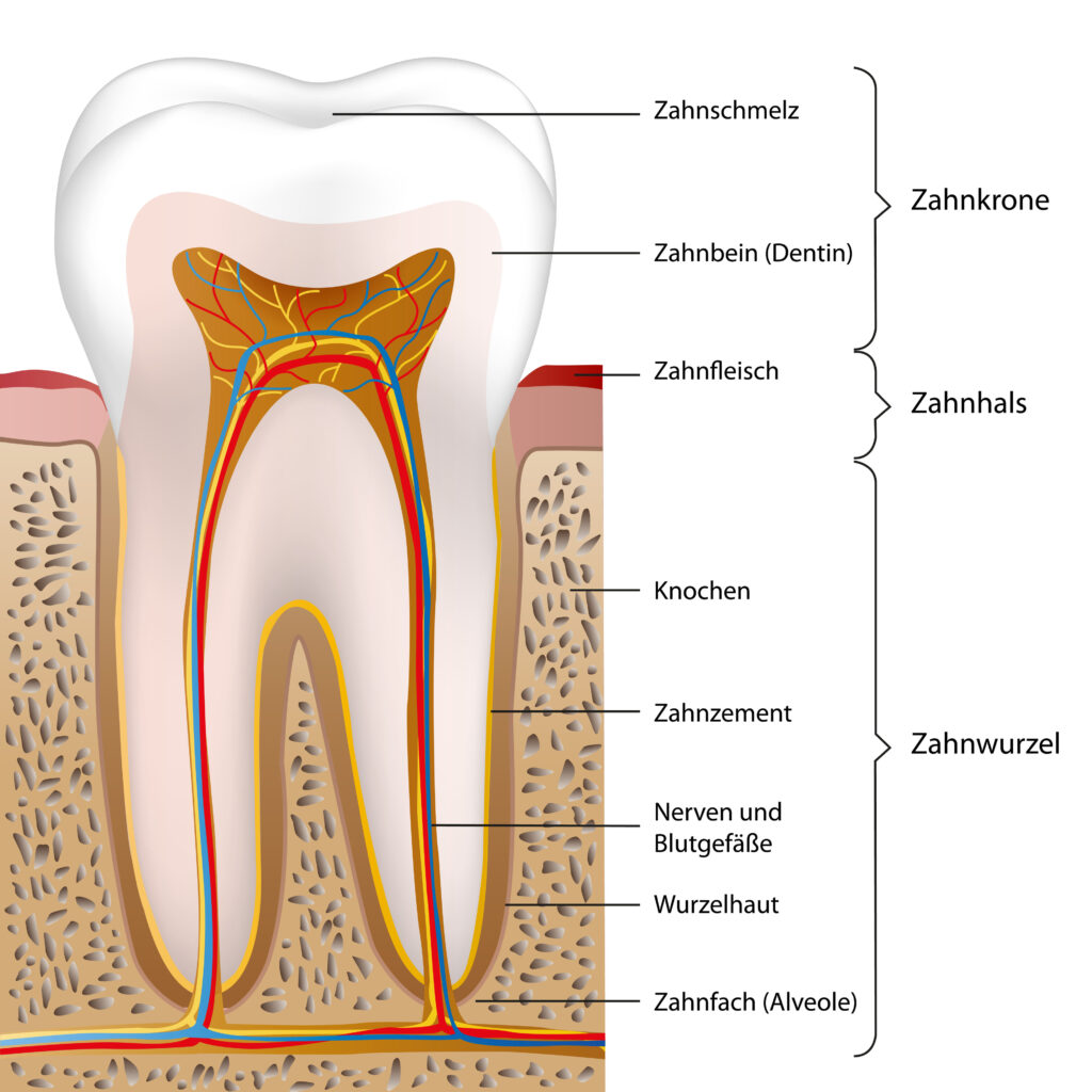 schematischer Aufbau eines Zahns