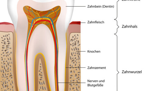 schematischer Aufbau eines Zahns